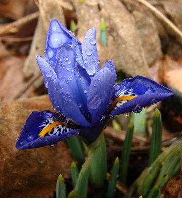 Spring Jewel in the Rain