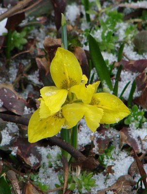 Spring Jewel in the Snow