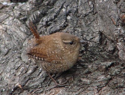 Winter Wren