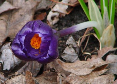 Dark Purple Crocus