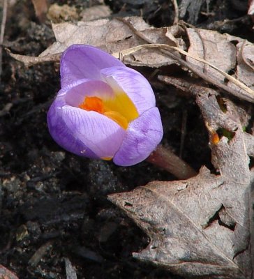 Light Purple Crocus