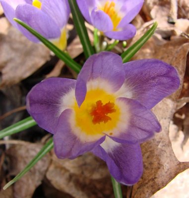 Light Purple Crocus