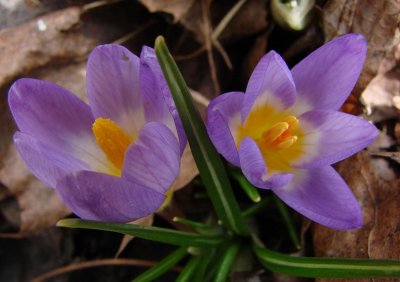 Light Purple Crocus