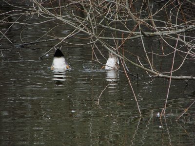 Mr and Mrs Gadwall Tipping