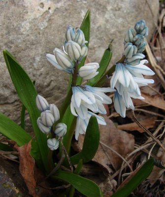Spring Flower
