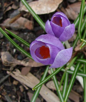 Purple Crocus