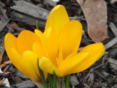 Yellow Crocuses