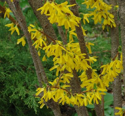 Forsythia