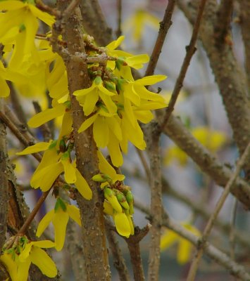 Forsythia
