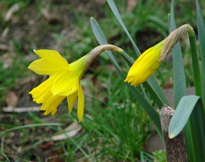 Daffodils