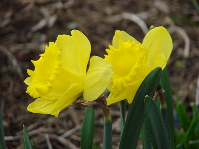 Daffodils