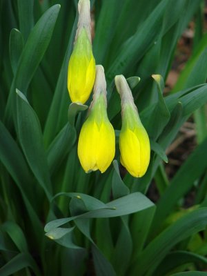 Daffodil buds