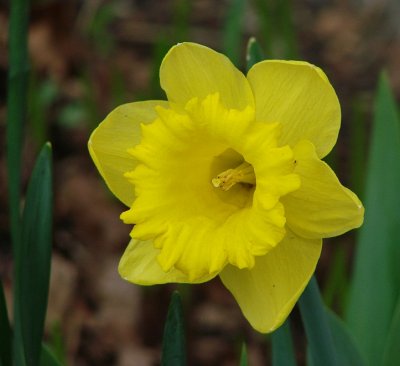 Daffodil
