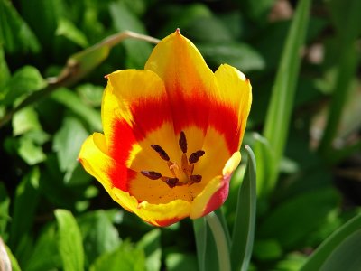 Tulip