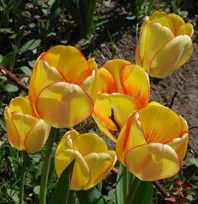 Tulips