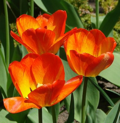 Tulips