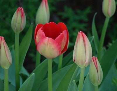 Tulip and Buds