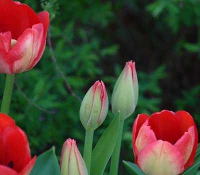 Tulips and Buds