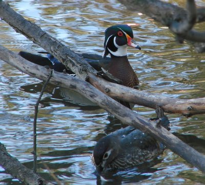 Mr and Mrs Wood Duck