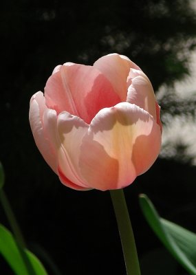 Tulip