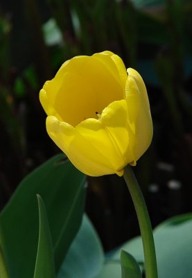 Tulip