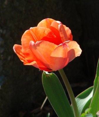 Tulip