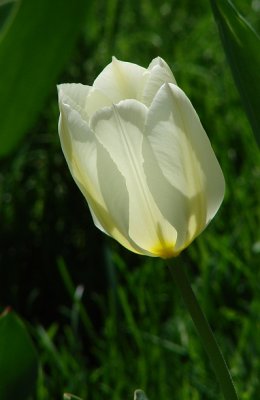hm  Tulip