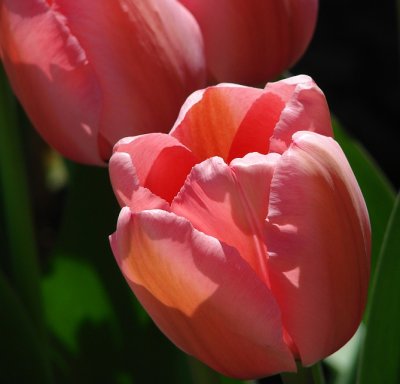 Tulips