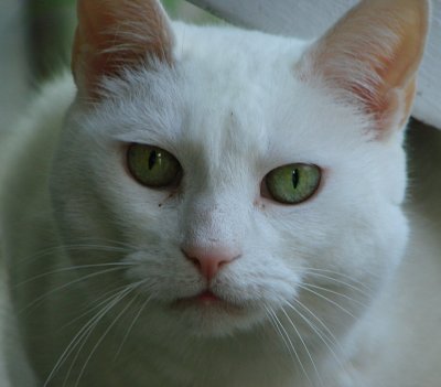 White Cat Closeup