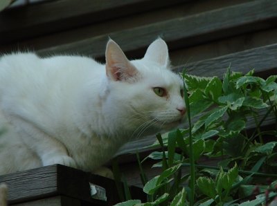 White Cat checking the Shrub