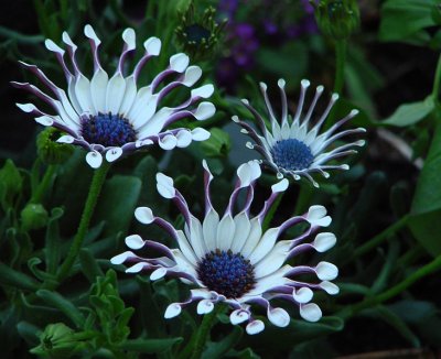 Variation of Trailing African Daisy