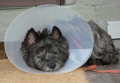 Victorian  Dog