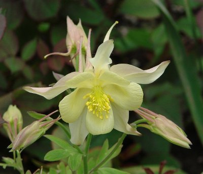 Columbine