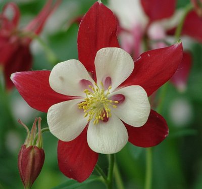 Columbine