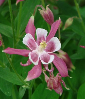 Columbine