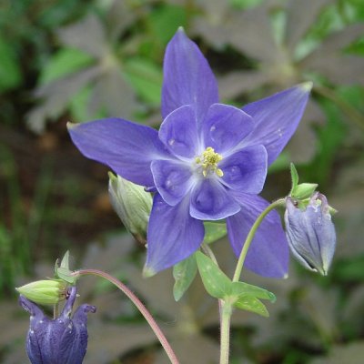 Columbine