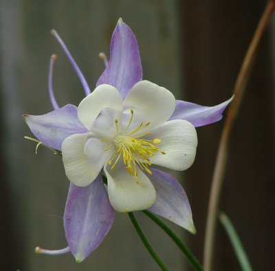 Columbine