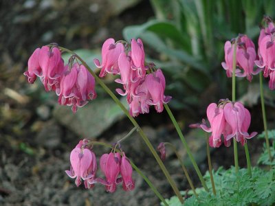 Bleeding Hearts