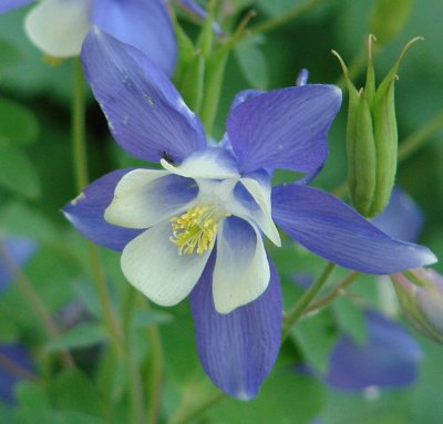 Columbine