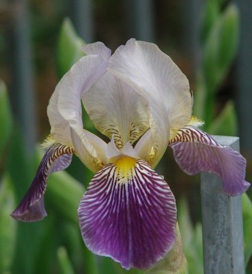 Iris