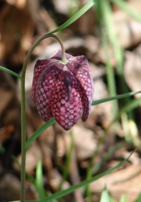 Snake's Head Fritillary