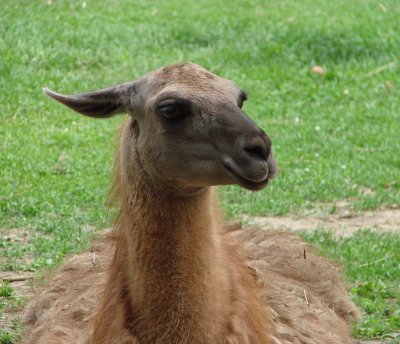 Zoo - a Llama Mama