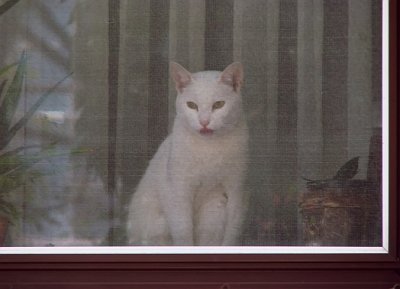 Cat in the Window