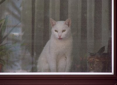 Cat in the Window