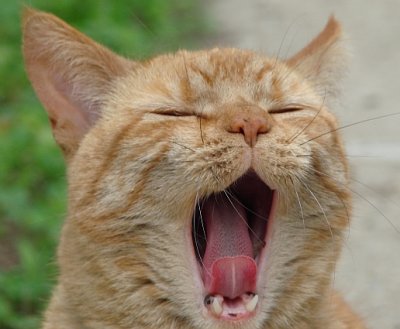 First, a good yawn ...