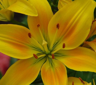Yellow/Orange Lily