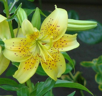 Yellow Lily with polka-dots