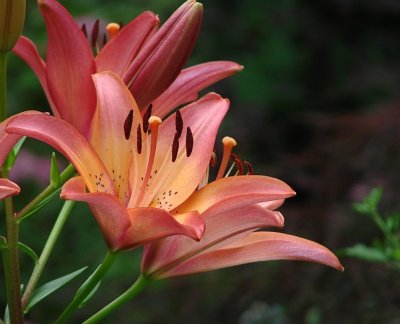Pink/Peach Lily