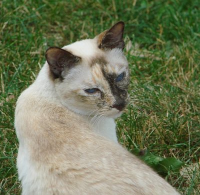 Siamese Cat with Blue Blue Eyes