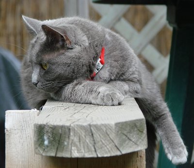 Grey Cat with back leg dangling